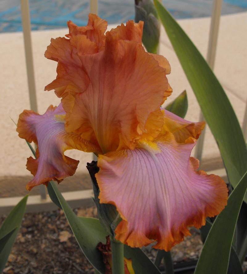 Photo of Tall Bearded Iris (Iris 'Afternoon Delight') uploaded by redheadclan