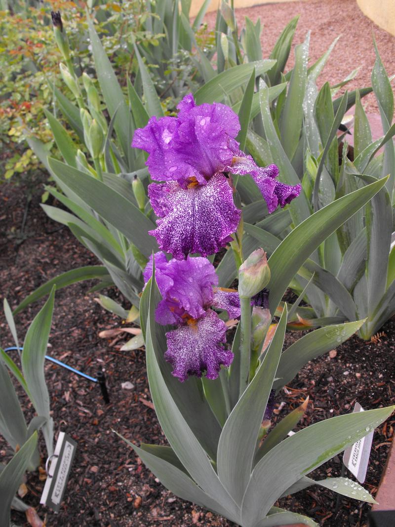 Photo of Tall Bearded Iris (Iris 'Celestial Explosion') uploaded by redheadclan