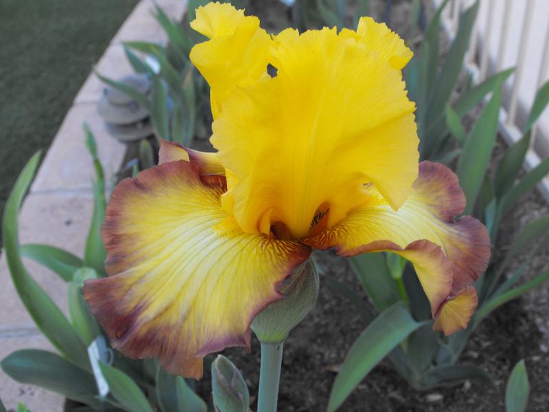 Photo of Tall Bearded Iris (Iris 'Clothed in Glory') uploaded by redheadclan