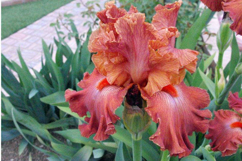 Photo of Tall Bearded Iris (Iris 'Arizona Sandstone') uploaded by redheadclan