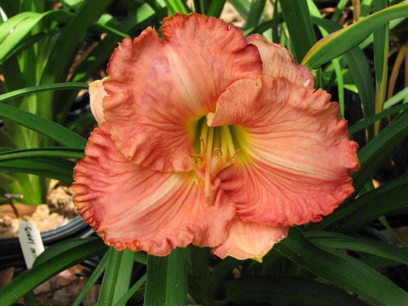 Photo of Daylily (Hemerocallis 'Quinnie') uploaded by tink3472