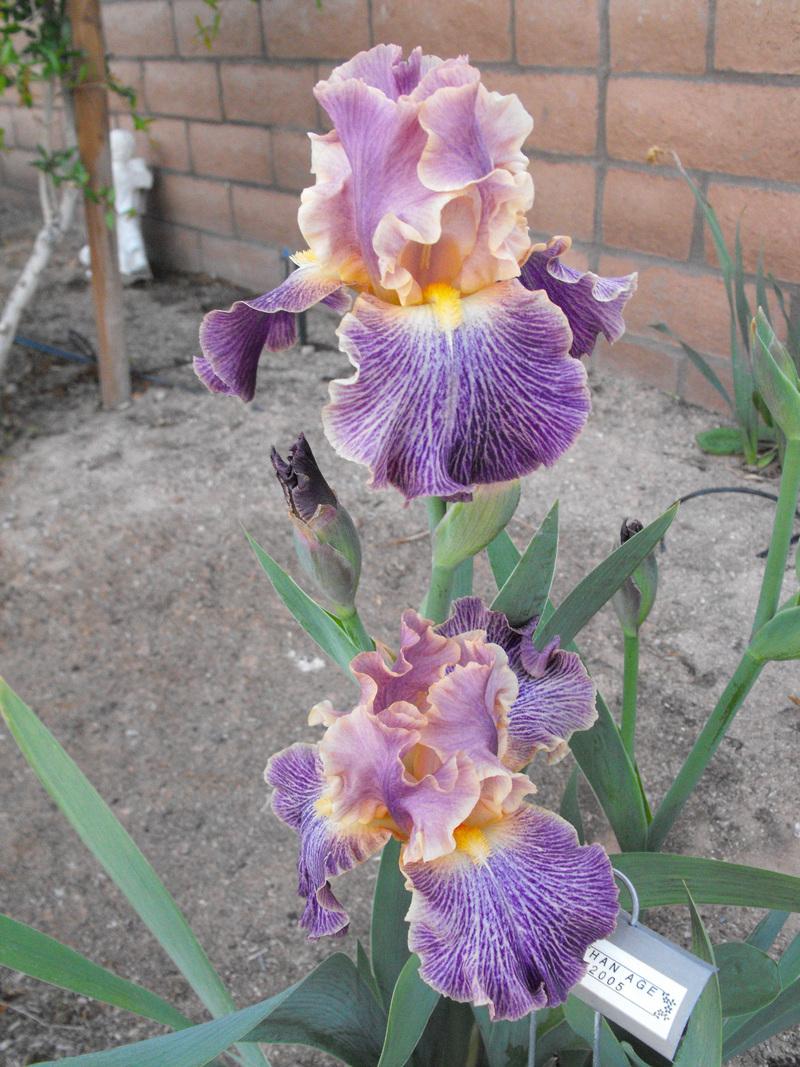 Photo of Tall Bearded Iris (Iris 'Elizabethan Age') uploaded by redheadclan