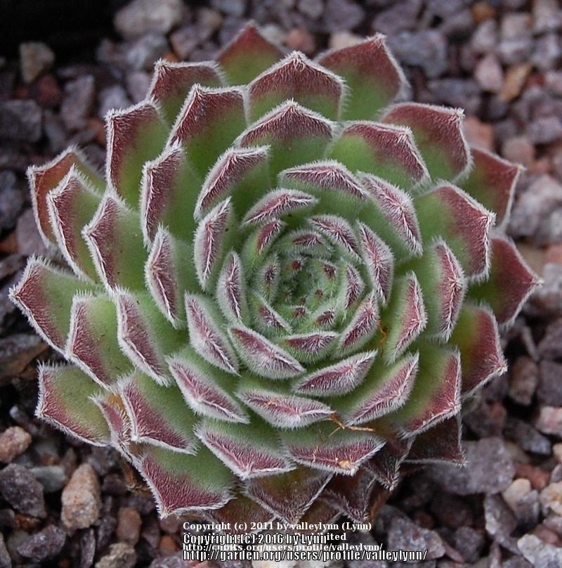 Photo of Hen and Chicks (Sempervivum 'Apollonia') uploaded by valleylynn