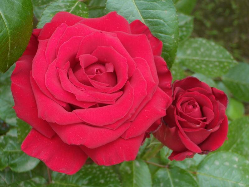 Photo of Rose (Rosa 'Precious Platinum') uploaded by Betja