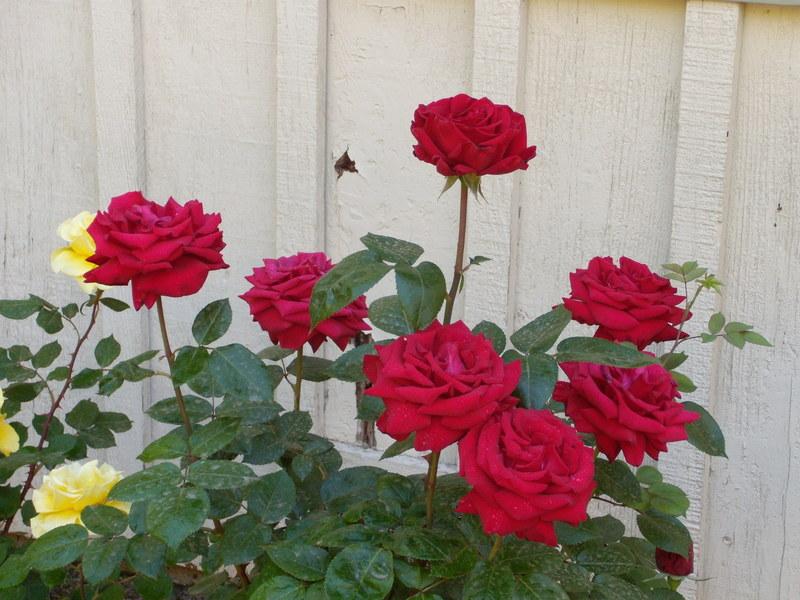 Photo of Rose (Rosa 'Precious Platinum') uploaded by Betja