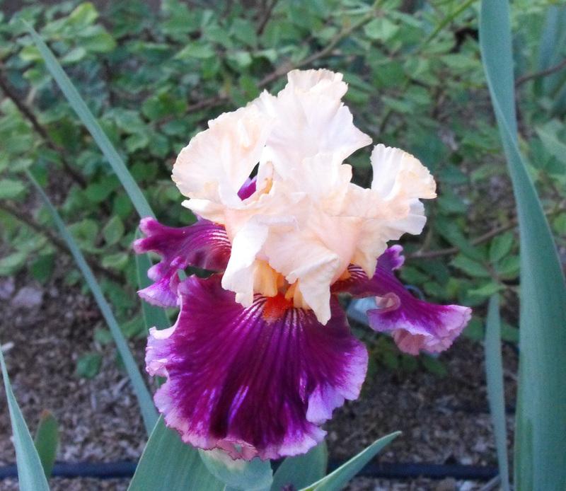 Photo of Tall Bearded Iris (Iris 'Raspberry Swirl') uploaded by redheadclan