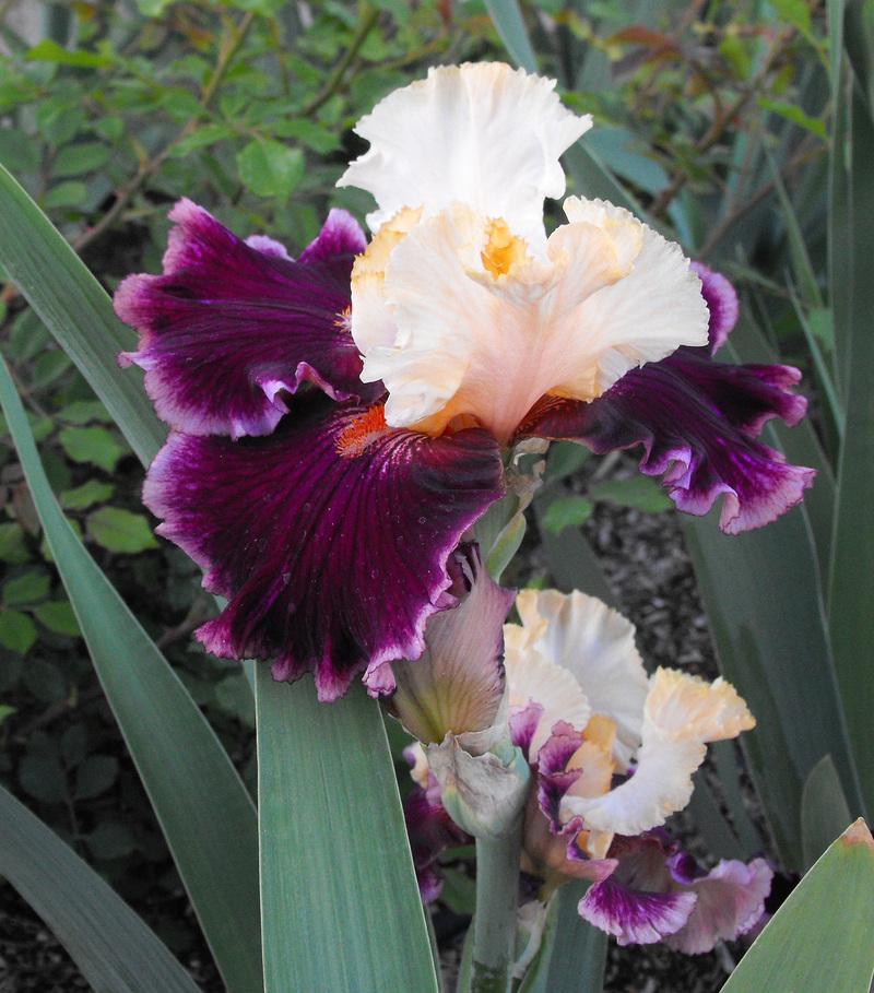 Photo of Tall Bearded Iris (Iris 'Raspberry Swirl') uploaded by redheadclan