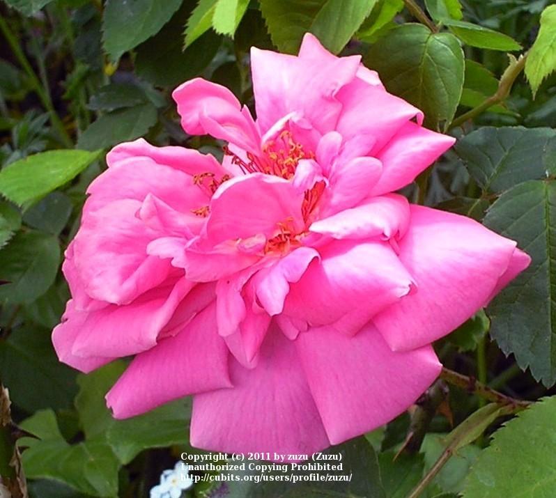 Photo of Rose (Rosa 'Naga Belle') uploaded by zuzu