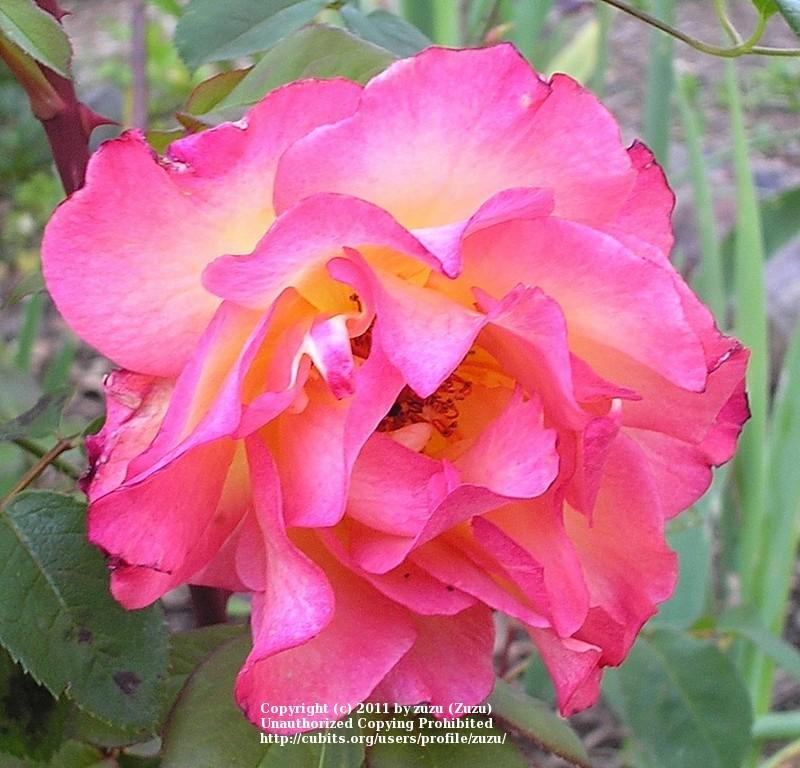 Photo of Rose (Rosa 'Frank's Climber') uploaded by zuzu