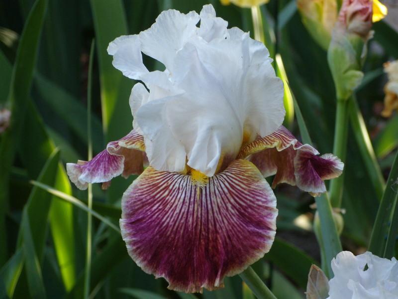 Photo of Tall Bearded Iris (Iris 'Scatterbrain') uploaded by Betja