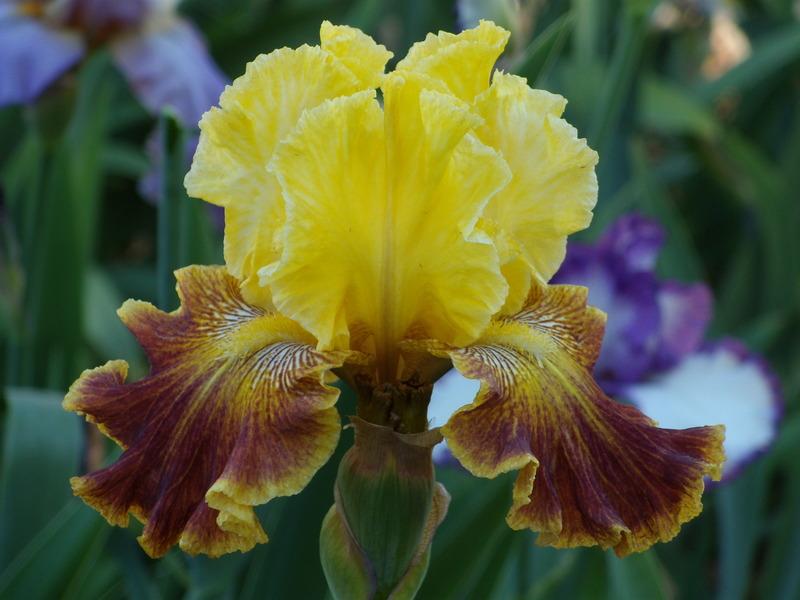 Photo of Tall Bearded Iris (Iris 'French Riviera') uploaded by Betja