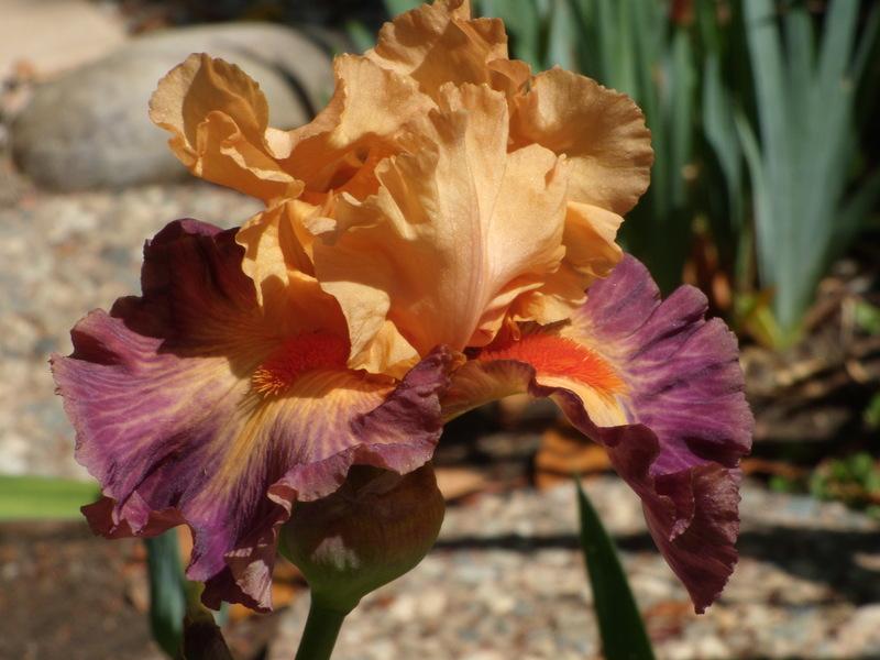Photo of Tall Bearded Iris (Iris 'Brazilian Art') uploaded by Betja