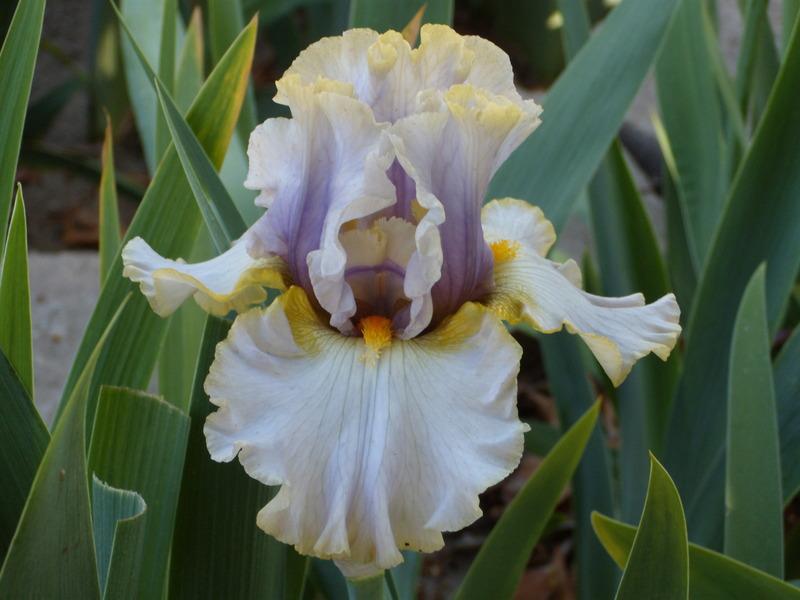 Photo of Tall Bearded Iris (Iris 'Ivory Ghost') uploaded by Betja