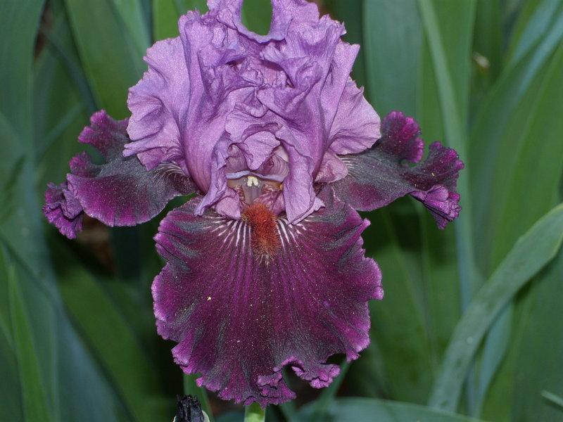 Photo of Tall Bearded Iris (Iris 'Ming Lord') uploaded by Betja