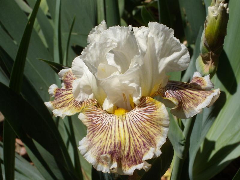 Photo of Tall Bearded Iris (Iris 'Spring Madness') uploaded by Betja