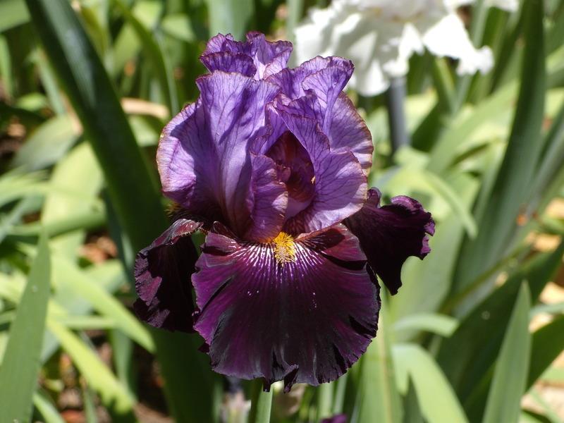 Photo of Tall Bearded Iris (Iris 'One of a Kind') uploaded by Betja
