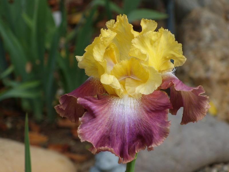 Photo of Tall Bearded Iris (Iris 'Darcy's Choice') uploaded by Betja