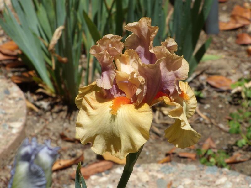 Photo of Tall Bearded Iris (Iris 'Broome Sunset') uploaded by Betja