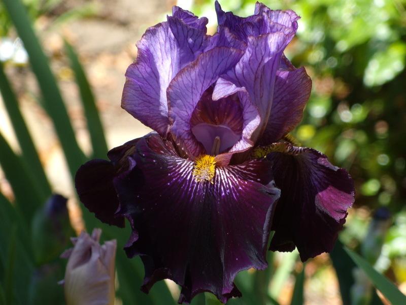 Photo of Tall Bearded Iris (Iris 'One of a Kind') uploaded by Betja