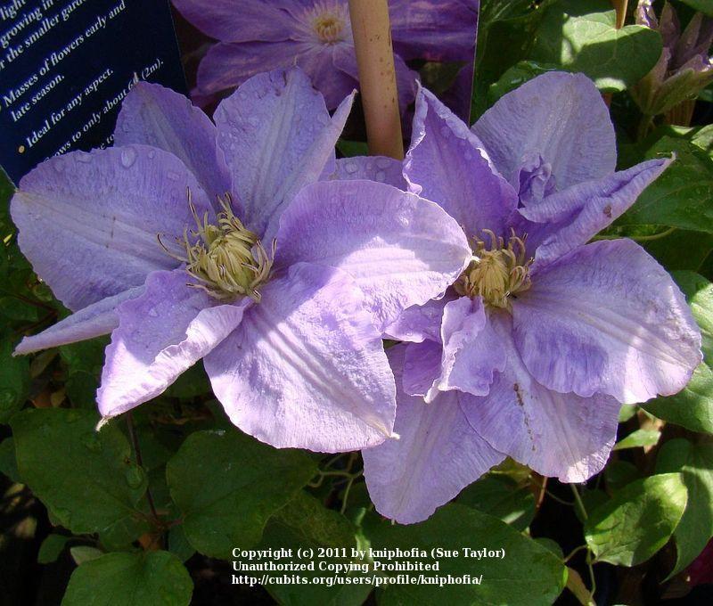 Photo of Clematis Diana's Delight™ uploaded by kniphofia