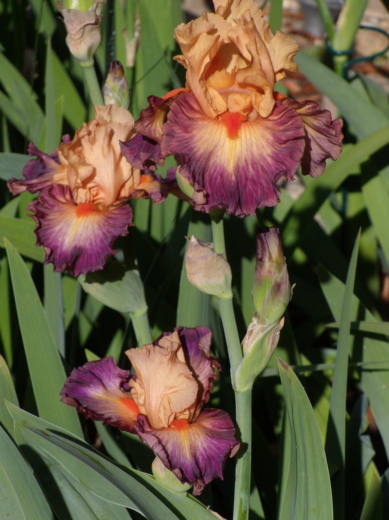 Photo of Tall Bearded Iris (Iris 'Brazilian Art') uploaded by Betja
