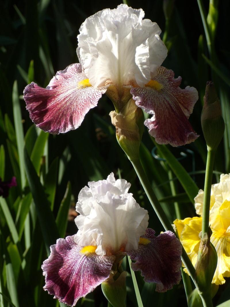 Photo of Tall Bearded Iris (Iris 'Thundering Ovation') uploaded by Betja
