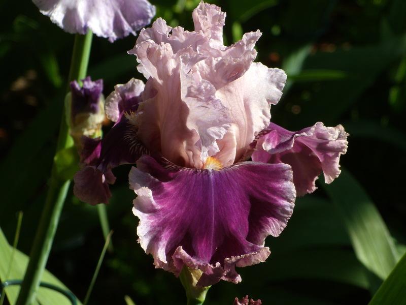 Photo of Tall Bearded Iris (Iris 'Oxford Countess') uploaded by Betja
