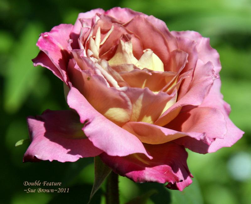 Photo of Rose (Rosa 'Double Feature') uploaded by Calif_Sue