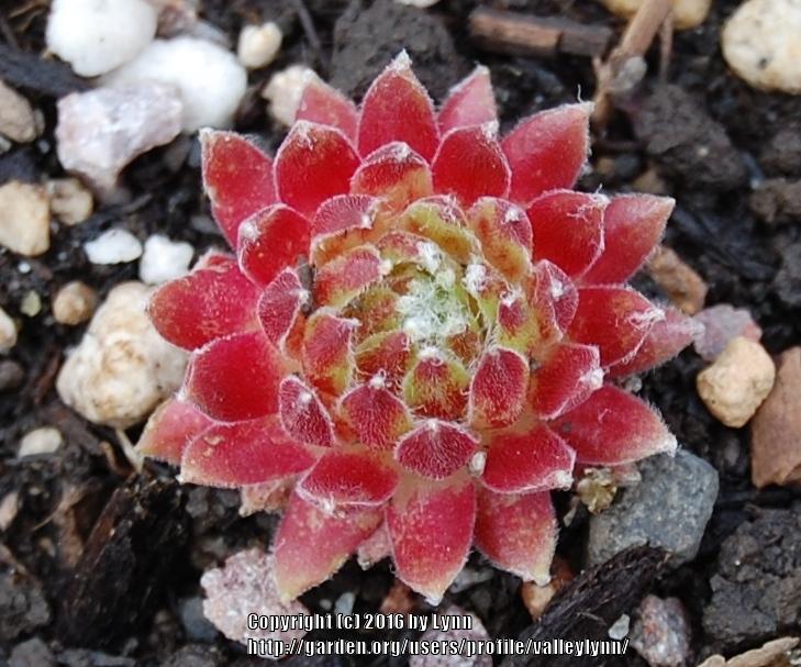 Photo of Hen and Chicks (Sempervivum 'Mike') uploaded by valleylynn