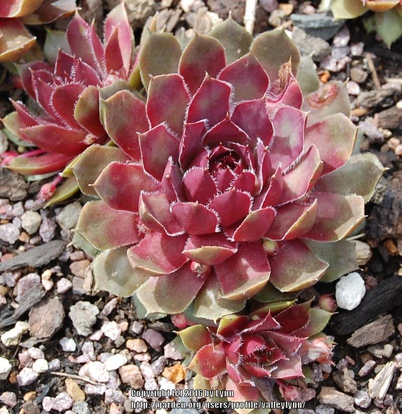 Photo of Hen and Chicks (Sempervivum 'Lavender and Old Lace') uploaded by valleylynn