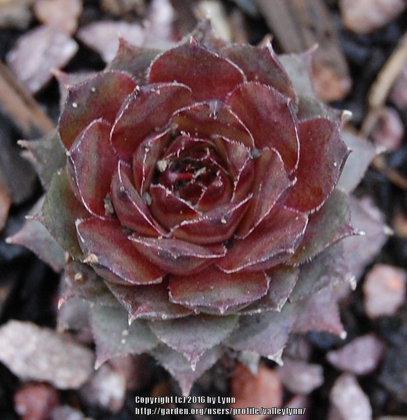 Photo of Hen and Chicks (Sempervivum 'Temby') uploaded by valleylynn