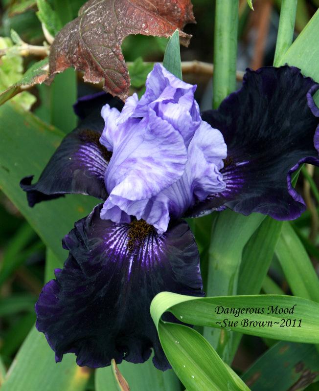 Photo of Tall Bearded Iris (Iris 'Dangerous Mood') uploaded by Calif_Sue