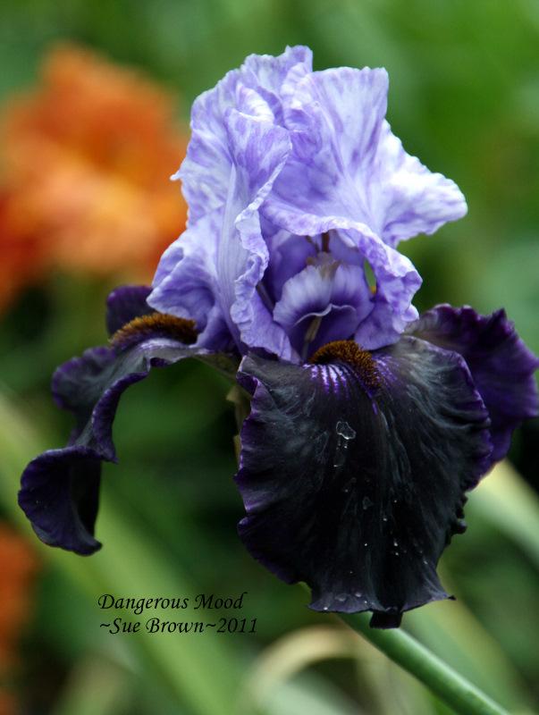 Photo of Tall Bearded Iris (Iris 'Dangerous Mood') uploaded by Calif_Sue
