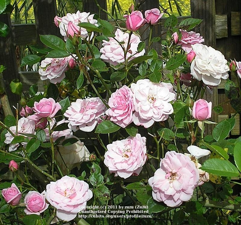 Photo of Rose (Rosa 'Jeanne Lajoie') uploaded by zuzu