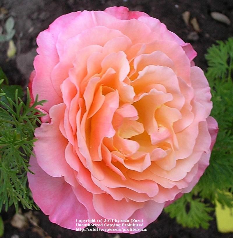 Photo of Rose (Rosa 'Colorific') uploaded by zuzu
