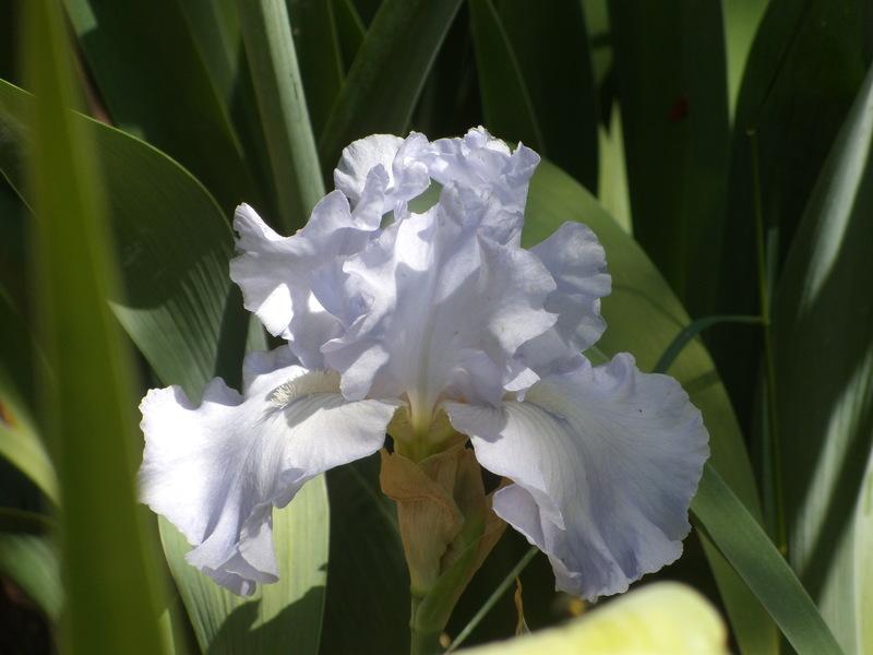 Photo of Tall Bearded Iris (Iris 'Whitewater Rapids') uploaded by Betja