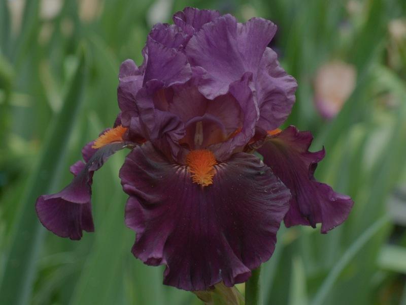 Photo of Tall Bearded Iris (Iris 'Sharp Dressed Man') uploaded by Betja