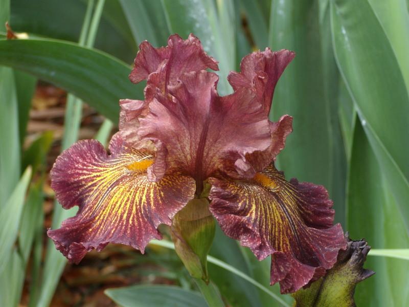 Photo of Tall Bearded Iris (Iris 'High Octane') uploaded by Betja