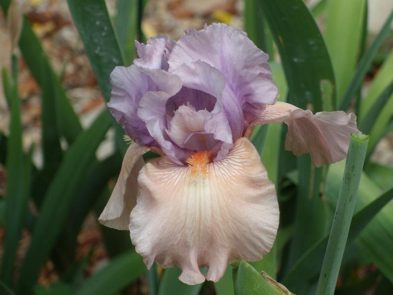 Photo of Tall Bearded Iris (Iris 'Role Reversal') uploaded by Betja