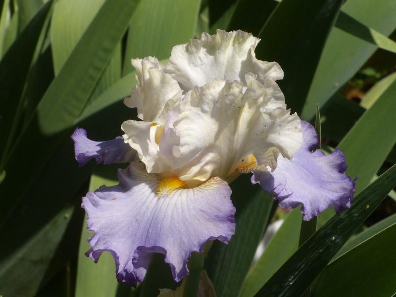 Photo of Tall Bearded Iris (Iris 'Here in Silence') uploaded by Betja