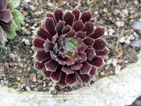 Photo of Sempervivum uploaded by goldfinch4
