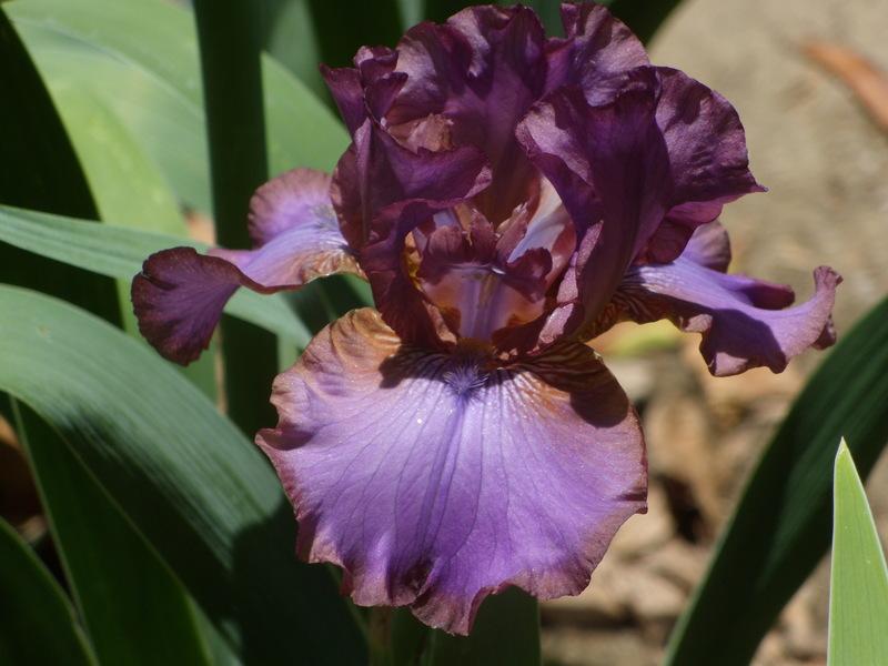 Photo of Tall Bearded Iris (Iris 'Strut Your Stuff') uploaded by Betja