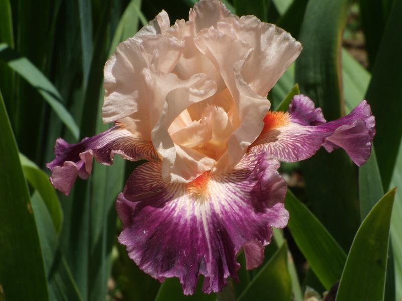 Photo of Tall Bearded Iris (Iris 'Jazz Era') uploaded by Betja