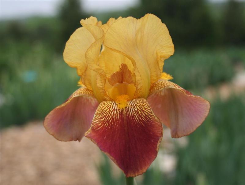 Photo of Intermediate Bearded Iris (Iris 'Abelard') uploaded by KentPfeiffer