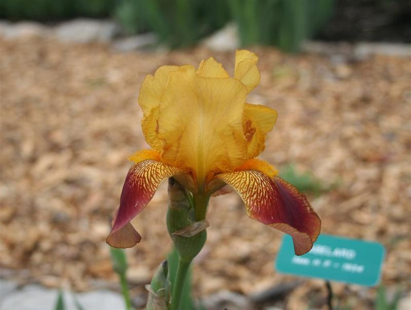 Photo of Intermediate Bearded Iris (Iris 'Abelard') uploaded by KentPfeiffer