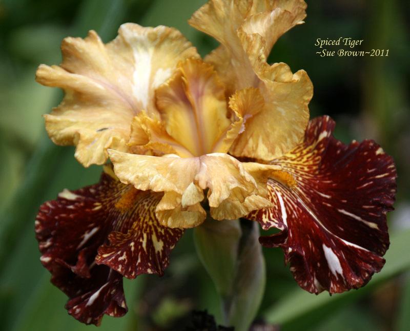 Photo of Tall Bearded Iris (Iris 'Spiced Tiger') uploaded by Calif_Sue