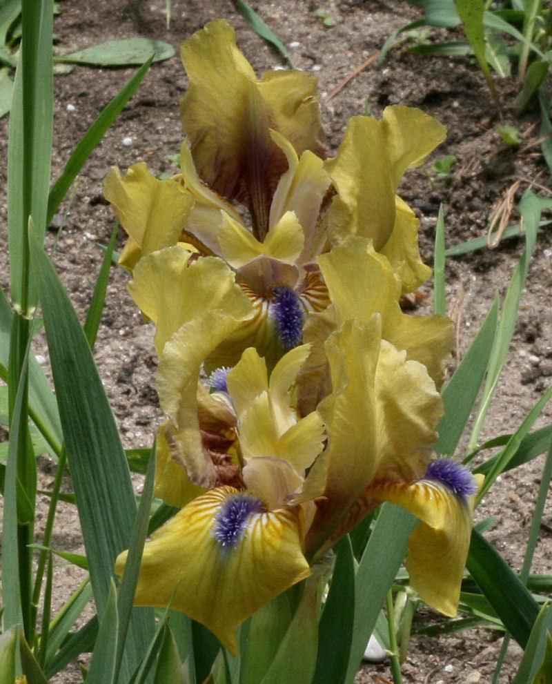 Photo of Standard Dwarf Bearded Iris (Iris 'Fern's Magic') uploaded by MShadow