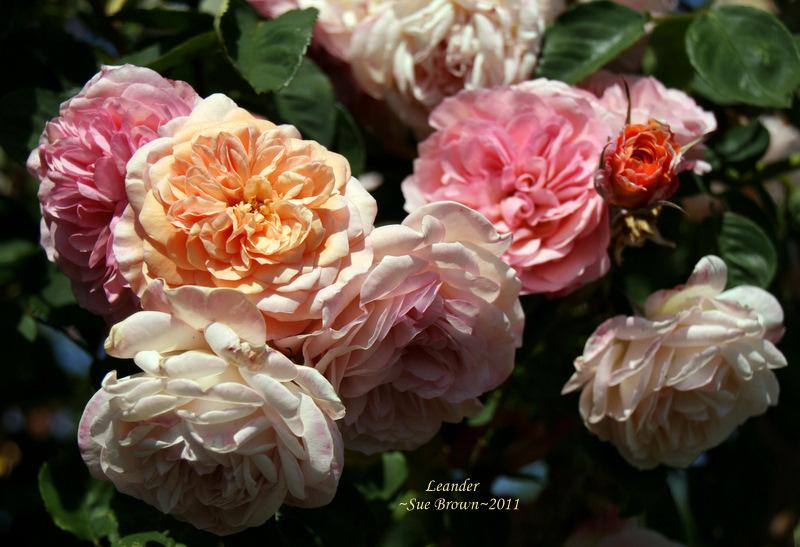Photo of English Shrub Rose (Rosa 'Leander') uploaded by Calif_Sue