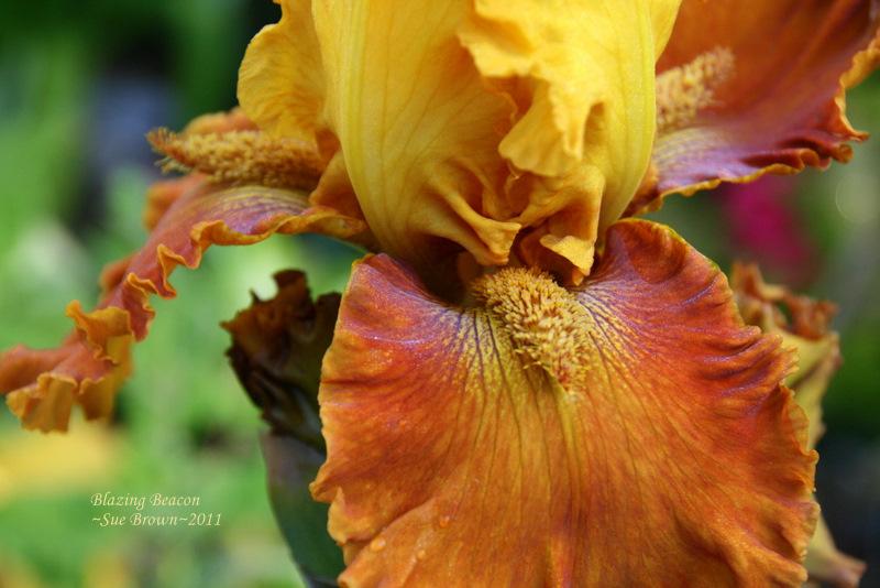 Photo of Tall Bearded Iris (Iris 'Blazing Beacon') uploaded by Calif_Sue