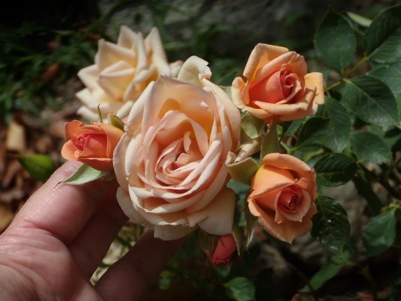 Photo of Rose (Rosa 'Michel Cholet') uploaded by Betja